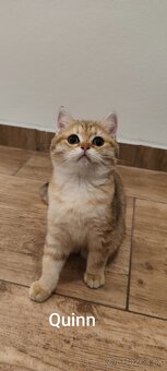 Britské mačiatka - 5