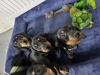 Jazvečík kratkosrstý - 5