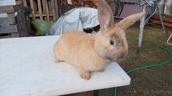 Predám králiky samce - 5