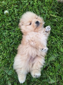 Pomeranian,pomerian špic - 5