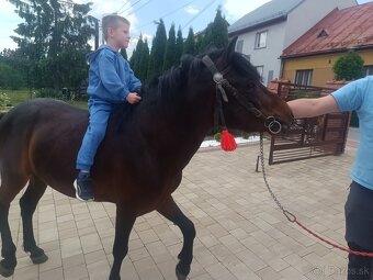 Predam hucuła zrebca 137 cm - 5