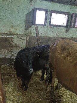 Jalovica Galloway - 5