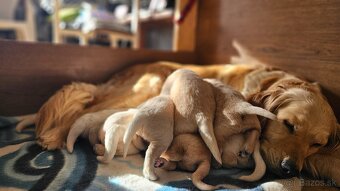 Zlatý retriever - 5