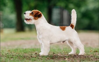 Jack Russell teriér s PP - 5