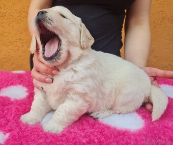Zlatý retriever - šteniatka s PP, poslední 2 chlapci voľní - 5