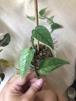 epipremnum pinnatum mint - 5