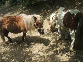 PREDÁM MINI PONíKY - 5