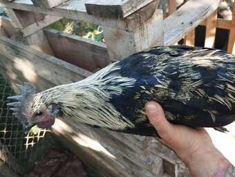 Ayam cemani + krizence - 5