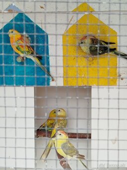 Predám kanáriky, papagáj spevavý , zebričky - 5