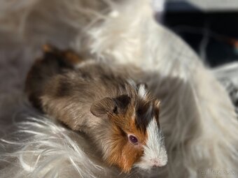 Morské prasiatka - 5