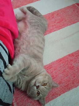 Kocúr na krytie - 5