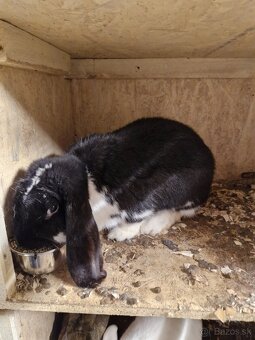 francuzsky baran - 5