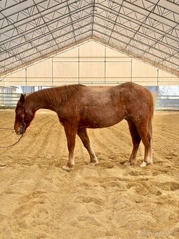 Na predaj 4r APH valach - 5