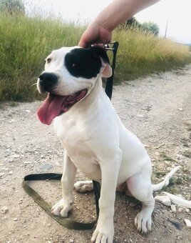 Argentínska doga - šteniatko fenka s PP za polovičnú cenu - 5