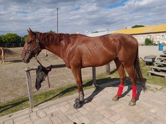 7 ročný valach A1/1 - 5