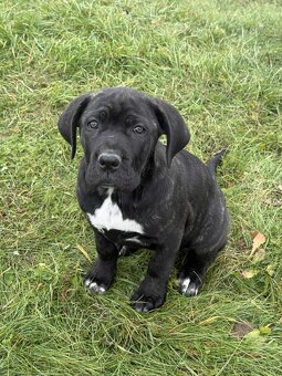 Cane Corso šteniatka - 5
