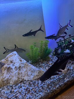 Akvárium - 5