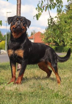 Rotvajler, Rottweiler s PP - 5