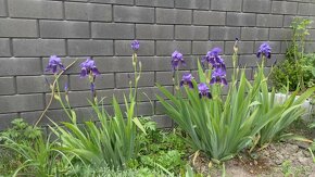 Figa, cernica, nemecke kosatce iris - 5