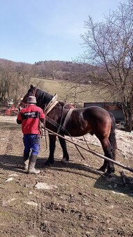 Predám ťažného zrebca - 5