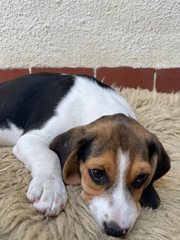 Steniatká beagle, bígl, bigel - 5