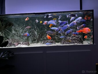 Predám Akvárium 680 L - 5