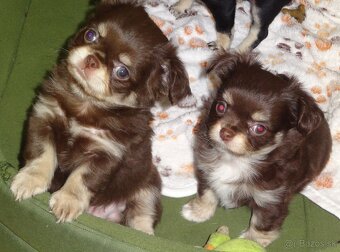 civava krátkosrstá,dlhosrstá. - 5