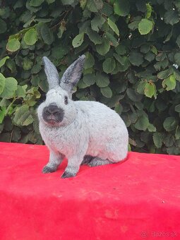 Predám králiky francúzsky strieborný - 5