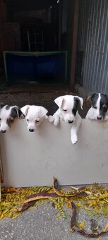 Jack Russell Teriér - 5