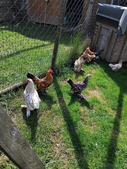 Sliepky milflerky - 5