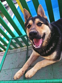 Nemecký ovčiak na krytie - 5