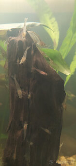 Prisavníky a krevety - 5