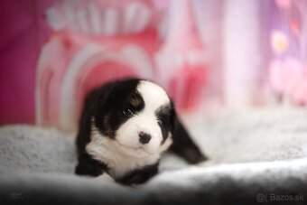 Miniaturní Americký ovčák, pejsek již k odběru - 5