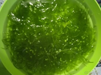 Rastliny do akvária - 5