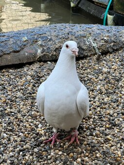 BIELE POŠTOVE HOLUBY - 5