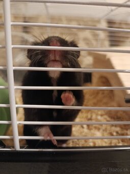 Predám skrečka sírskeho s klietkou - 5