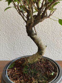 Fikus Ficus Retusa bonsaj - 5