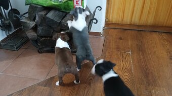 Bostonský terier. - 5