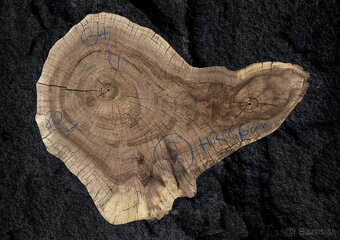 Predám orechové priečne rezy - 5