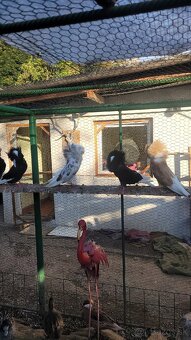 Holuby Parohnare,Kapuciny,Poštove biele - 5