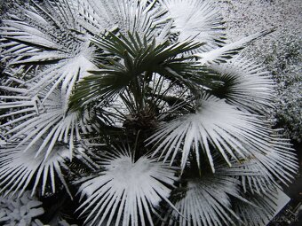 Palmové semená - Trachycarpus fortunei - 5