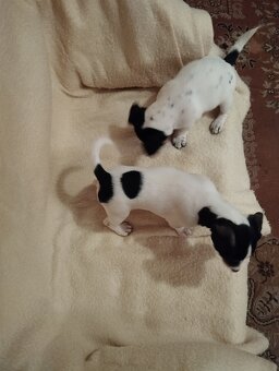 Jack Russel terier - 5
