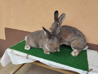 VIDENSKY.  DIVO. MODRY - 5