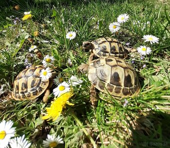 Suchozemská korytnačka - 5