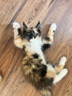 maciatka maine coon/ mainska myvalia - 5