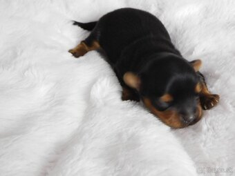 Yorkshire terrier - 5