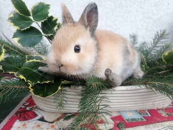 Morčatá a zdrobnený králik - 5