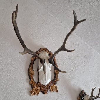 POLOVNICKE TROFEJE - 5