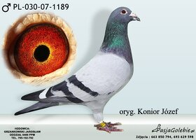 Poštové holuby - 5