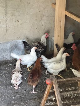 Kohut na predaj kohuti - 5